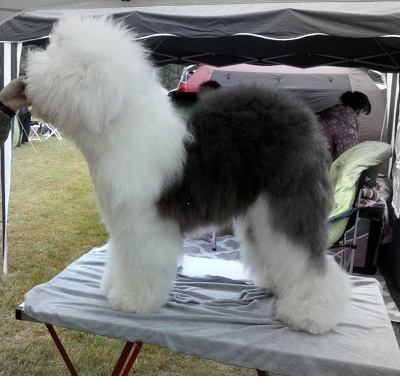 Bobtail Scully